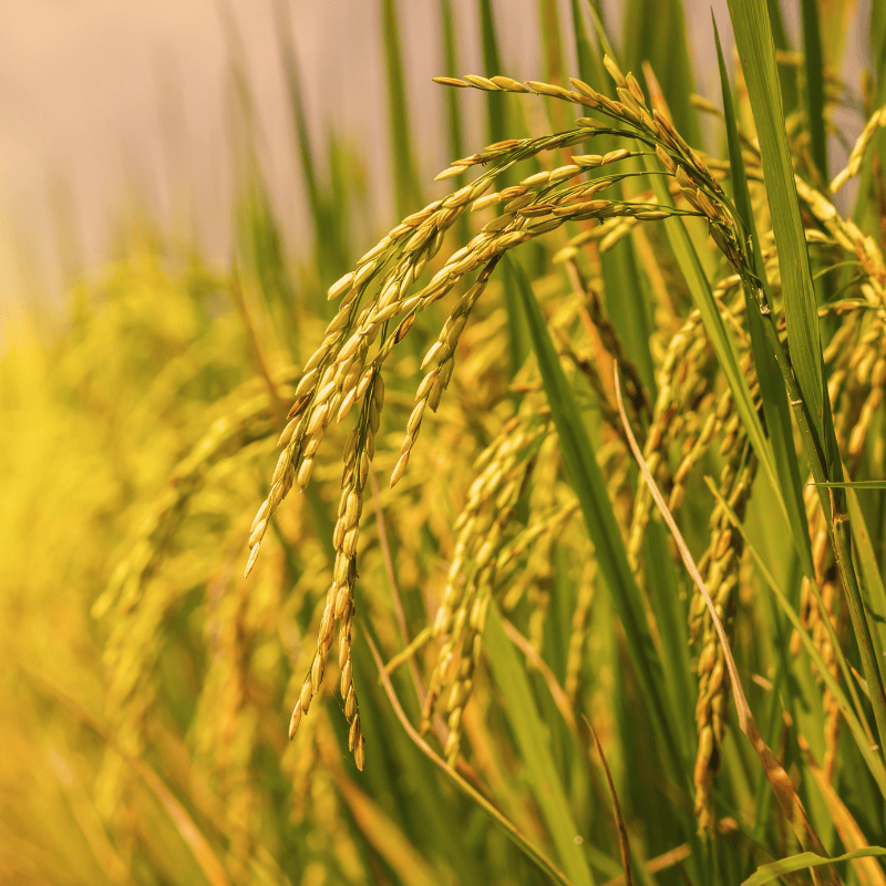 Protéine de riz - Bienfaits Cheveux fins